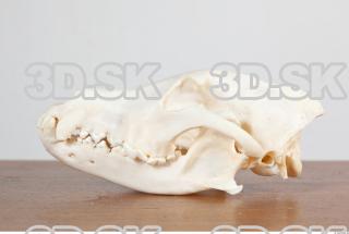 Skull photo reference 0037